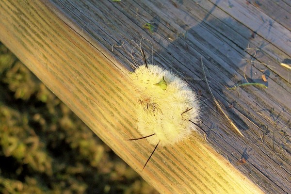 Yellow Bear Caterpillar