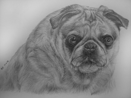 Bull Dog