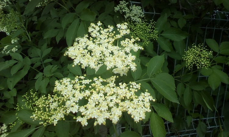 Flowers ,we call it soc
