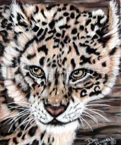 Snow Leopard
