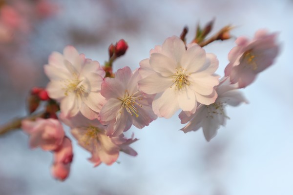  Cherry Blossoms (Sakura)