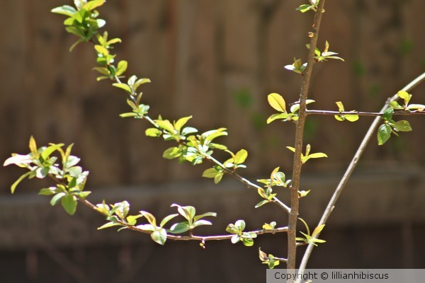 Tender Growth