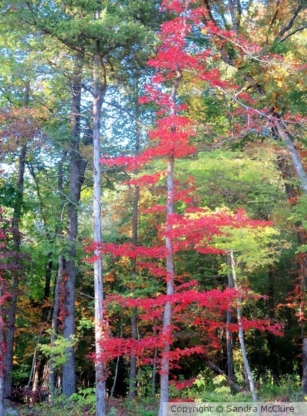 A Touch of Red