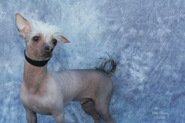CRESTED