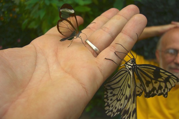 Two Butterflies in Hand