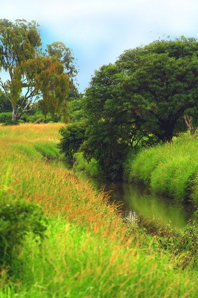 Meadow River