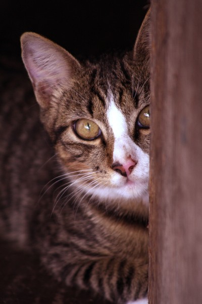 Curiosity