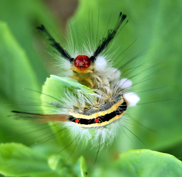White Marked Tussoc Moth Caterpillar