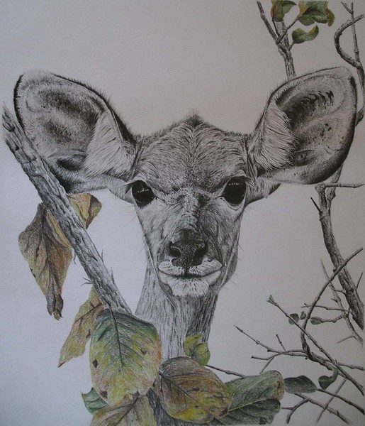 Nyala