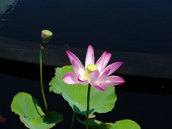 lotus