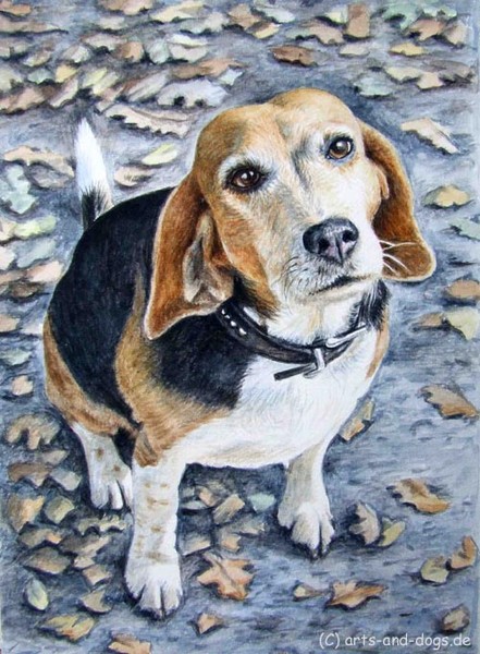Beagle in Autumn
