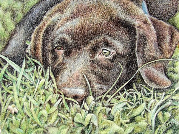 Labrador Puppy Bruno
