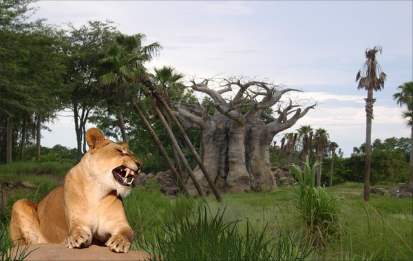1189-Baobab Guardian