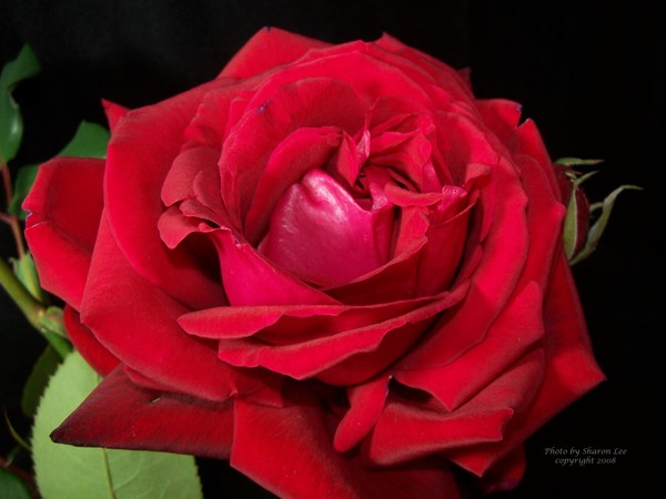 Last perfect rose in my garden