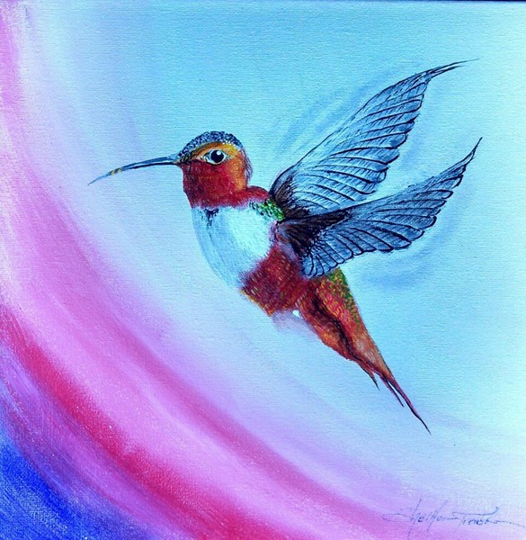 Hovering Hummingbird 3