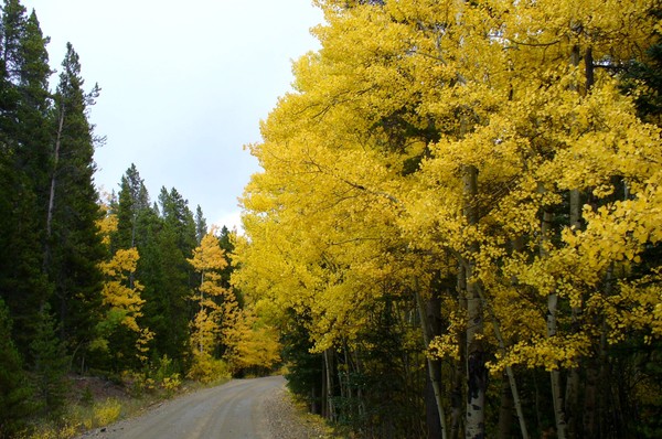 Beautiful Road