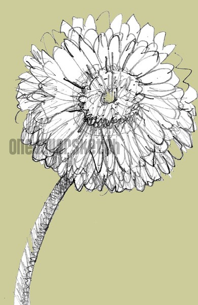 One Dollar Sketch 1 - Daisy