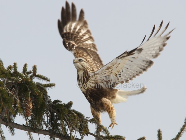 Rough Legg Hawk taking off.