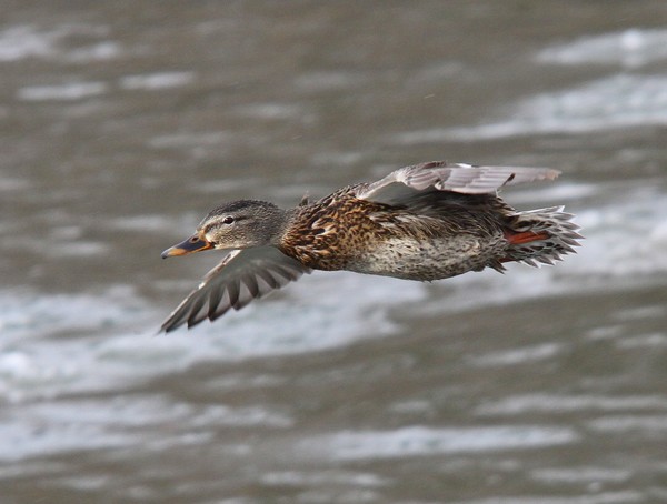 Female Mallard in Flight