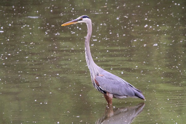 Great Blue Heron
