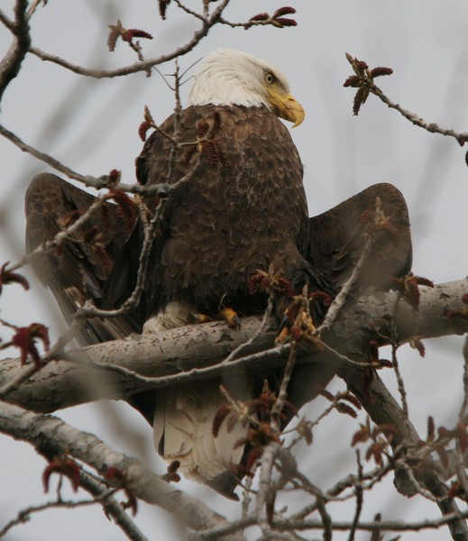 Drying out after a long rain. The Bald Eagle