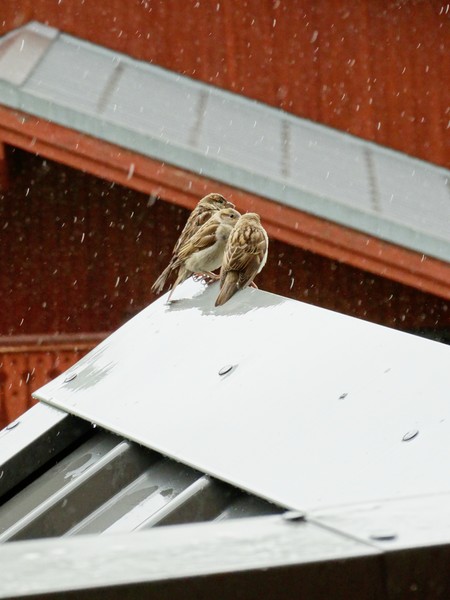 meeting under the rain