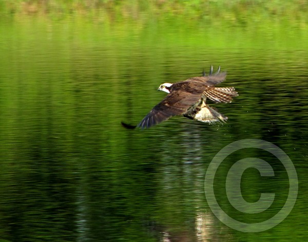 Osprey splash and grasp!