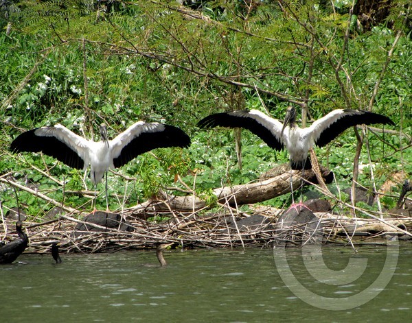 Woodstorks Practicing Yoga!