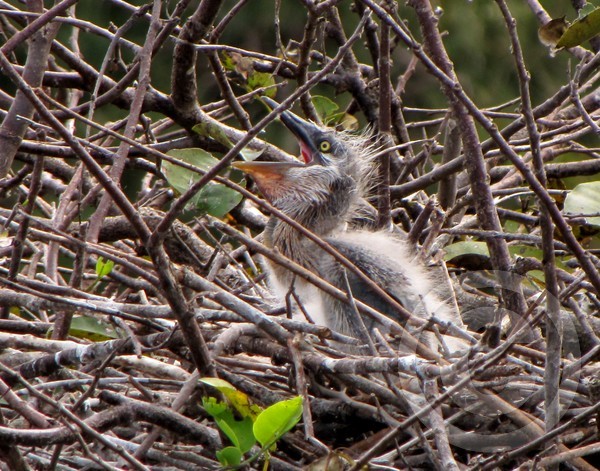 Great Blue Heron Newborn!
