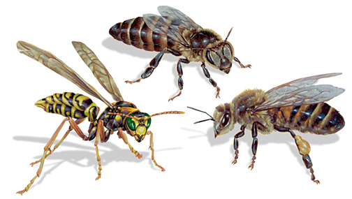 Scientific Illustrations