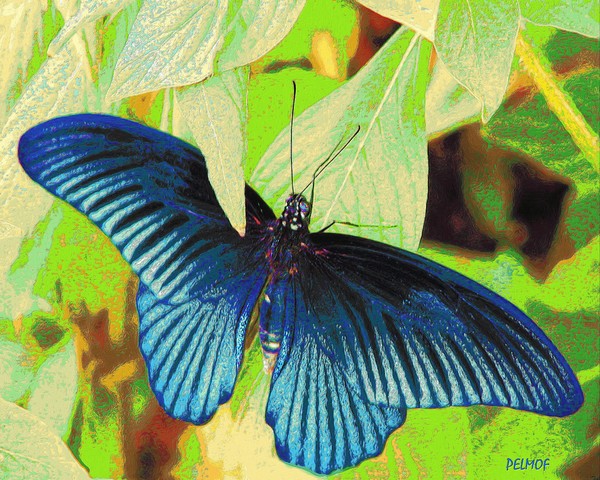 Blue Magic