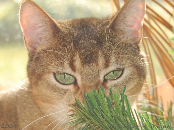 Gentle Kitty