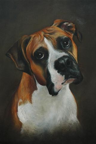 boxer_dog