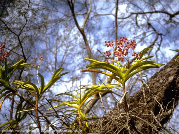 free orchids