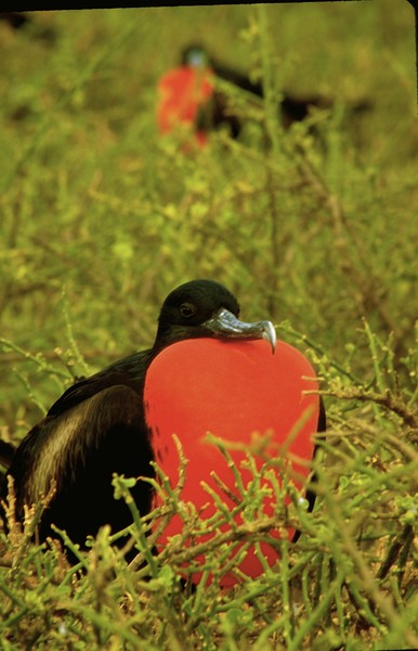 FRIGATE BIRD