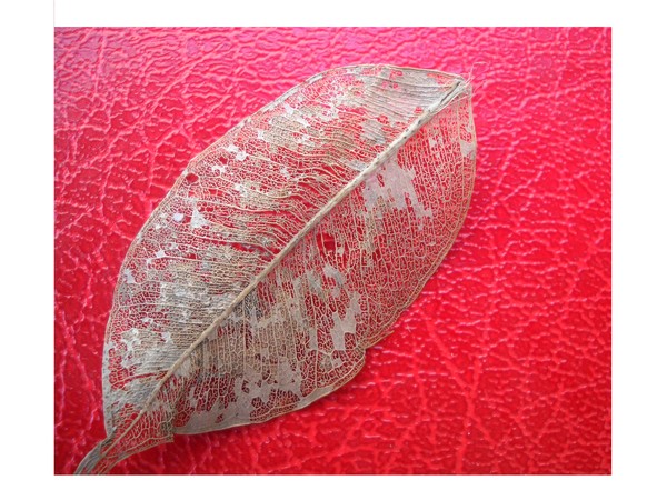 Veins on Red