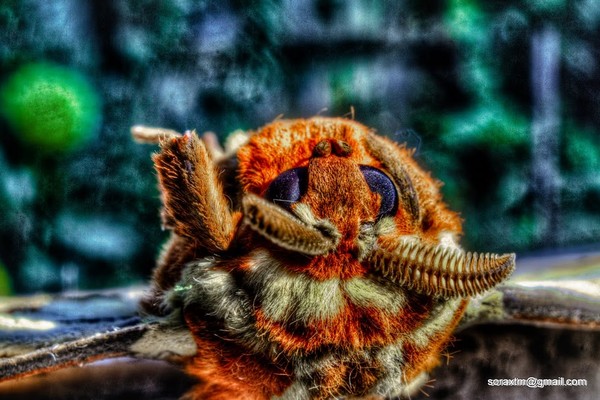 Moth salute