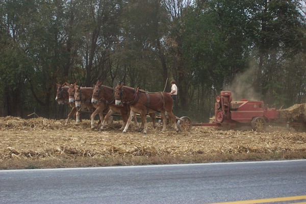 6 mule team