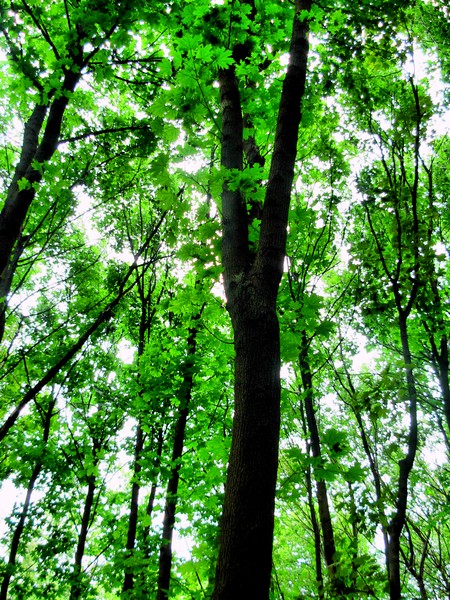Green-5