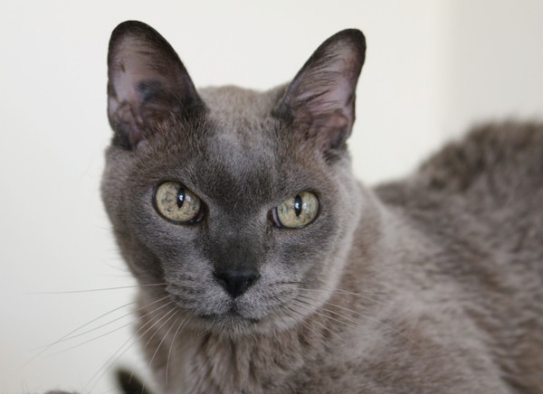 SkyBoy      A Blue Europeon Burmese