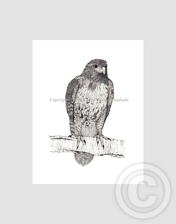 Red Tailed Hawk Pen and Ink Stippling