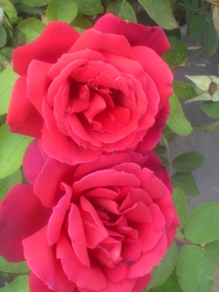 Delta RosesII