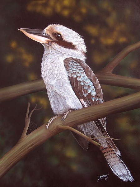 Blue Winged Kookaburra