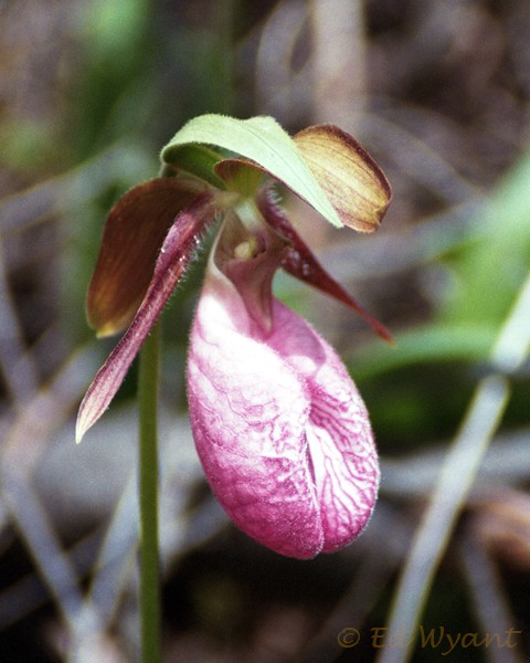 LadySlipper2004