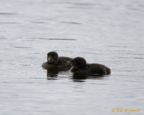 Loon Chicks