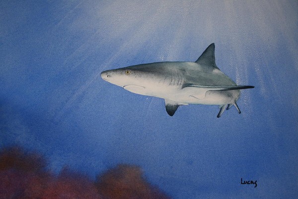 Caribbean Reef Shark 1