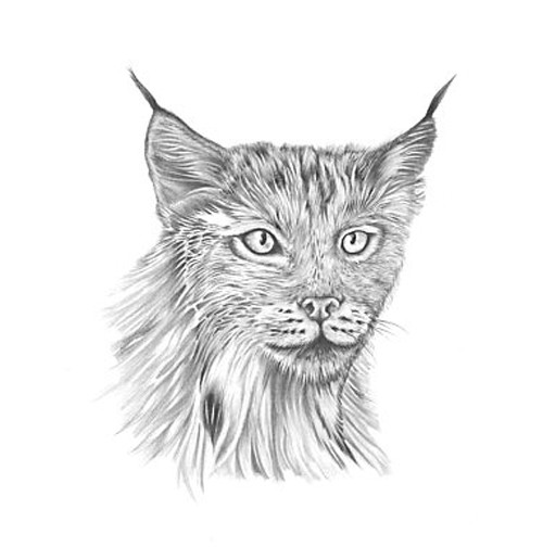 bob cat