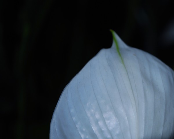 Peace Lily