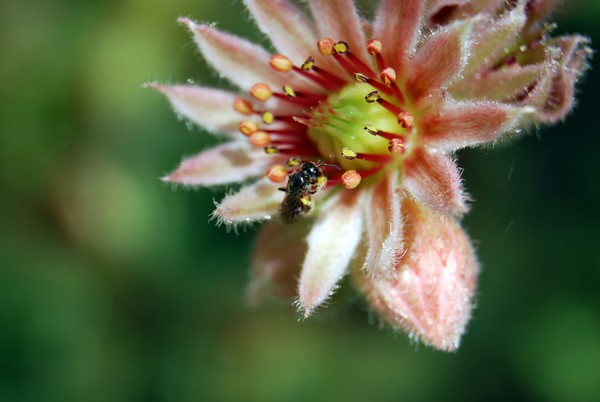 Nikon_07122009_4066
