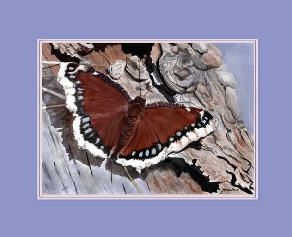 Mourning Cloak Butterfly